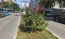 Iğdır’da Sağanak Yağış Çiçeklere Can Suyu Oldu