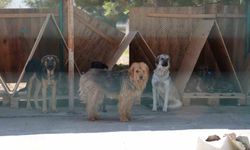 8 Ayda 621 kedi ve köpek sahiplendirildi