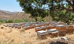 Bal sağımı başladı