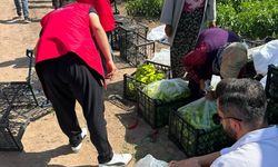 Türkiye’nin Dört Bir Yanından Gelen Damla Gönüllüleri Iğdır’da Hasada Katıldı