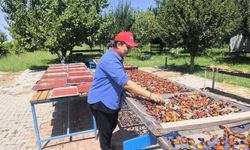 Iğdır'ın "Siyah İncisi" Anjelik EriklerinHasadı Başladı