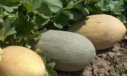 Melekli Şalağı Tezgâhlardaki Yerini Almaya Başladı