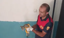 Iğdır’da Balkonda Mahsur Kalan Kedi Yavrusunu İtfaiye Kurtardı