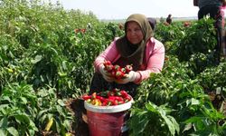 Kavurucu sıcakta acı hasatta çalışan işçiler ellerini yüzlerine süremiyorlar
