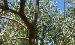 Menteşe'de zeytin ağaçlarında Verticillium solgunluğu kontrolleri yapıldı