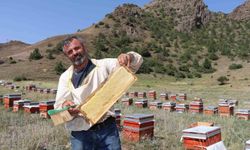 Oltu'da sezonun ilk bal hasadı yapıldı