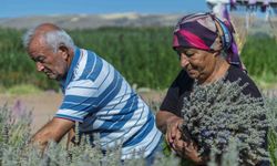 Yaşlı çiftin lavanta bahçesindeki hüzünlü bekleyişi