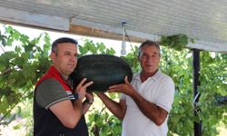 Iğdır'da 40 Kilograma Yaklaşan Karpuzlar Piyasada...