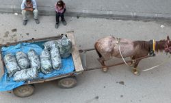 IĞDIR’DA ALIN TERİNİN SESSİZ MÜCADALESİ OBJEKTİFLERİMİZE YANSIDI