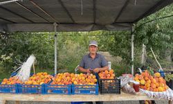Çalpala Şeftalisi Tezgâhları Süslüyor