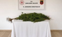 8 Kök kenevir bitkisi ele geçirildi
