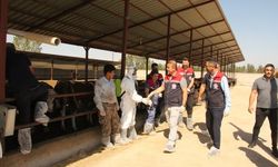 Iğdır’da Hayvan Hastalıklarıyla Mücadele Sürüyor: Aşılama Çalışmaları Yerinde İncelendi