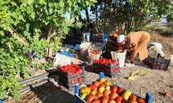 Iğdır’da Süper Domates Hasadı Başladı