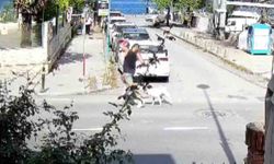 Başıboş köpekler vatandaşları tedirgin ediyor