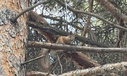 Kars'ta çam ağacının dalında kızıl sincap sürprizi