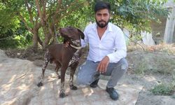Köpeğe sopayla şiddet güvenlik kamerasında