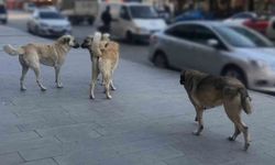 Sahipsiz hayvanlara yönelik denetim yapılacak