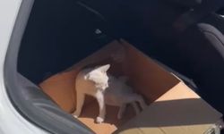 Iğdır’da Trafik Kazasında Yaralanan Kediye Iğdır Üniversitesi Sahip Çıktı