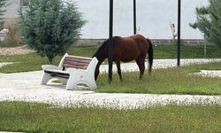 IĞDIR’DA PARK VATANDAŞA DEĞİL, ATLARA KALDI!
