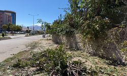 IĞDIR’DA ELEKTRİK KABLOLARINA DEĞEN AĞAÇLAR BUDANDI