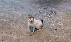 IĞDIR'DA ENDİŞE VERİNİCİ MANZARA: SOKAKLARDA KUYRUKSUZ KEDİ SAYISI ARTIYOR