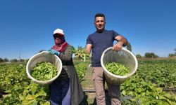 Iğdır’da İkinci Ve Üçüncü Ürün Hasadı Sürüyor: Karalahana Ve Karnabahar Da Yetiştiriliyor