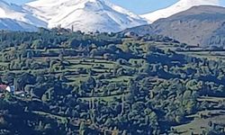 Doğada 'Üç renk' bir arada