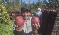 Iğdır’da Al Elma Hasadı Başladı : Üretici Ürününü Satamıyor