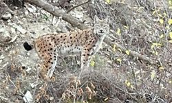 Erzurum'da nesli koruma altındaki vaşak görüntülendi