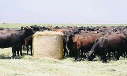 Yurt Dışı Sığır İthalatı Başvuruları Başladı