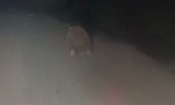 Iğdır’da Köylü Ayıyı Kovaladı