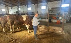 Şap aşılama çalışmaları 13 köyde tamamlandı