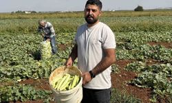Turşuluk acur hasadı başladı