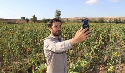 Boynunu eğen günebakanlar, hasat için gün sayıyor
