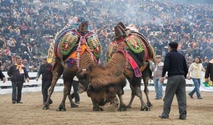 Deve güreşlerinin önü açıldı