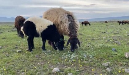 Ağrı'da küçükbaş hayvanlar meralara çıkarıldı