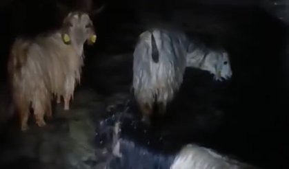 Ahırları su bastı: Mahsur kalan hayvanlar kurtarıldı
