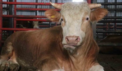 Dev tosun, 950 bin liraya vitrine çıktı