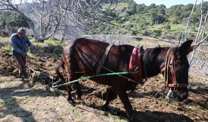 Gençler köyü terk edince iş yaşlılara kaldı