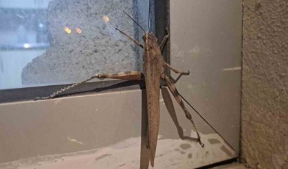 Gören bir daha baktı, boyutu şaşkınlık oluşturdu