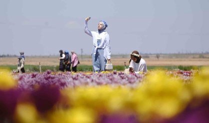 Karaman'da lale tarlasına ziyaretçi akını: 2 günde 30 bin kişi gezdi