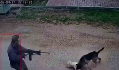 Kavga eden sokak köpeklerine tüfekle ateş edip bir köpeği öldürdü