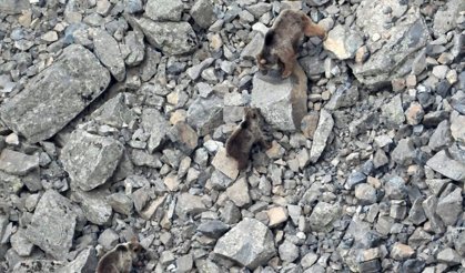 Kış uykusundan uyanan ayı ailesi kameralara yansıdı