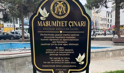 'Masumiyet Çınarları' kaybedilen canların hatırası için dikildi