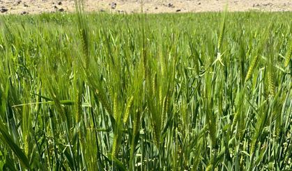 Arpalar Başak Verdi, Çiftçinin Umudu Yeniden Yeşerdi