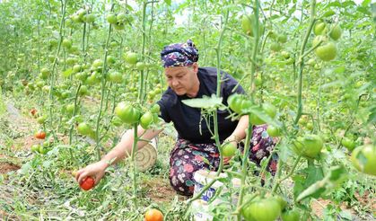 Üretilen dangalak domatesin hasadı başladı