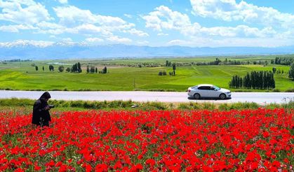 Doğal gelincik tarlası vatandaşların ilgi odağı oldu