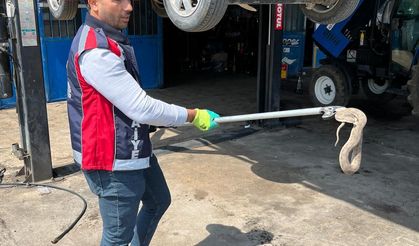 TUZLUCA’DA “YILAN” SEFERBERLİĞİ: KÖYDE BAŞLADI, SANAYİDE BİTTİ!