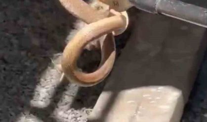 Iğdır'da eve giren yılan paniğe neden oldu