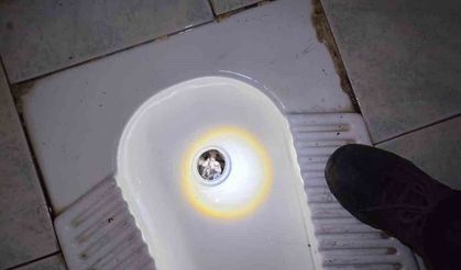 Tuvalet giderine düşen yavru kediyi itfaiye kurtardı